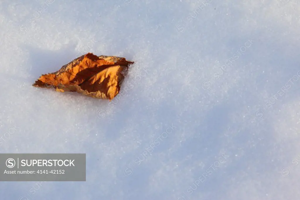 silver birch (betula pendula) leaf on snow