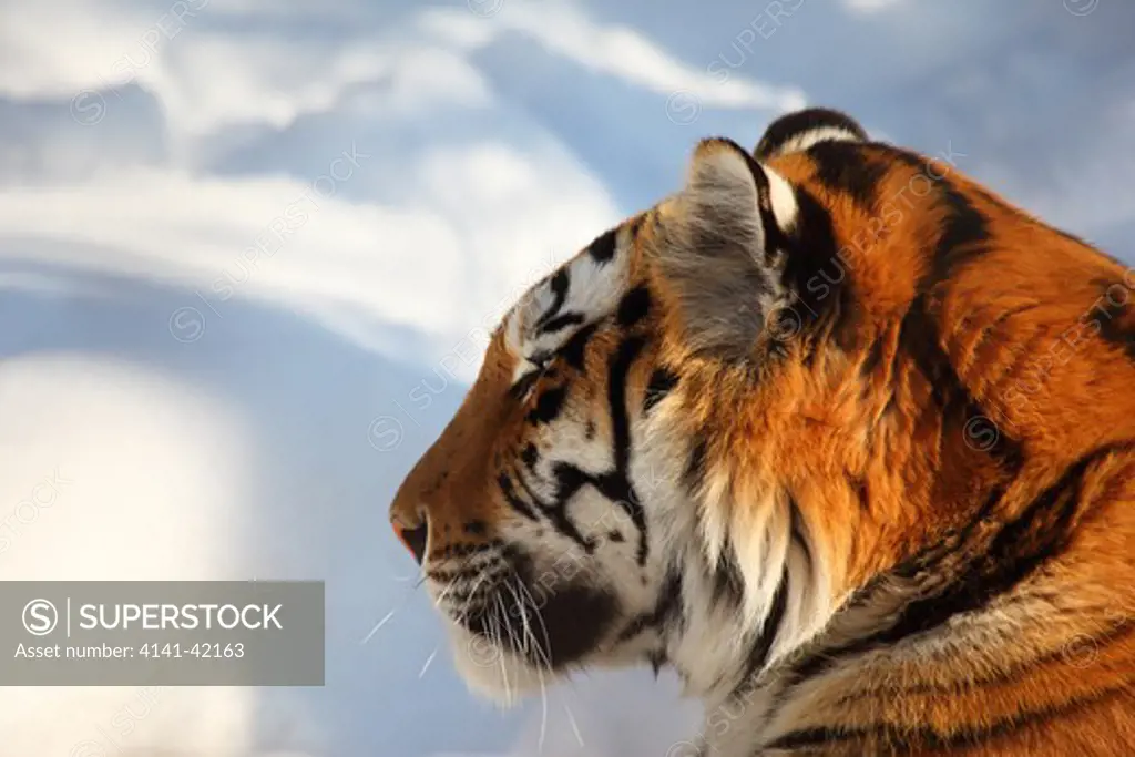 siberian tiger (panthera tigris altaica) 