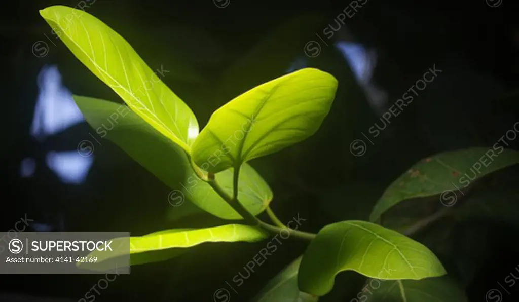 rainforest foliage; madagascar