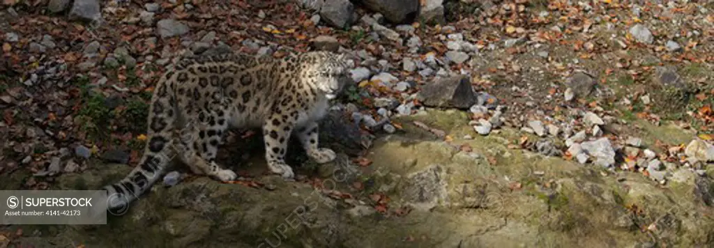 snow leopard or ounce; (uncia uncia or panthera uncia); amongst rocks, trees and fallen leaves; autumn; captive/controlled conditions - switzerland