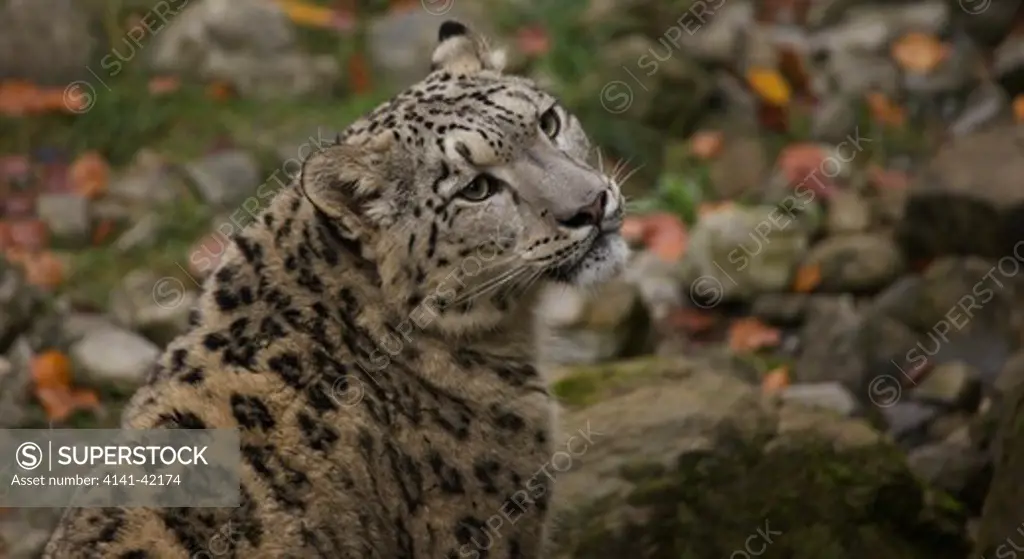 snow leopard or ounce; (uncia uncia or panthera uncia); close-up headshot; amongst rocks, trees and fallen leaves; autumn; captive/controlled conditions - switzerland