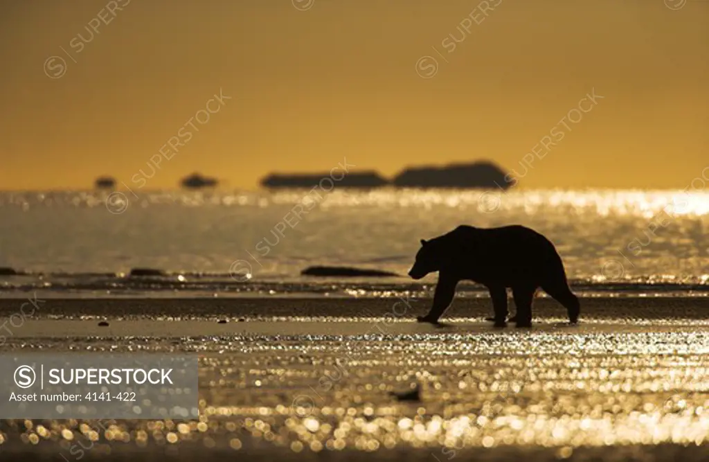 american brown or grizzly bear ursus arctos walking along tidal flats alaska.