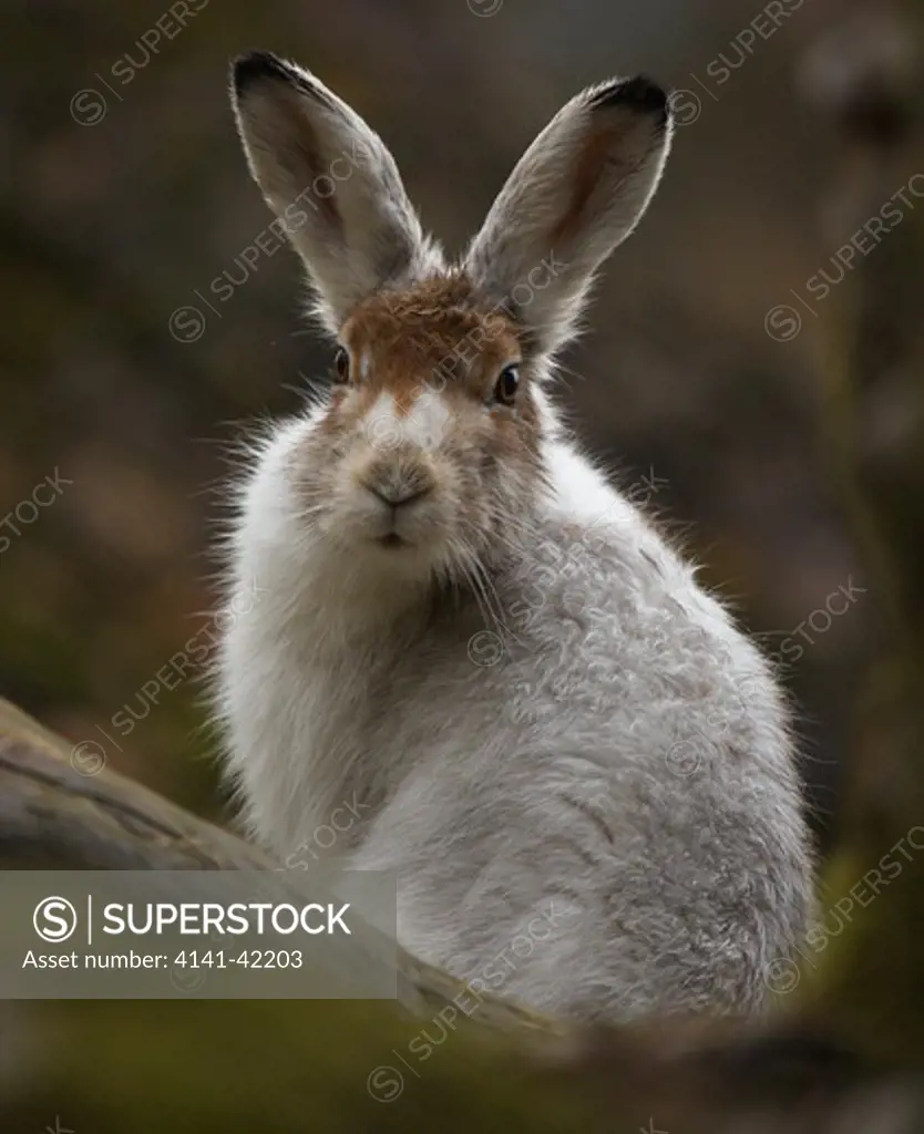 mountain hare blue hare; variable hare; white hare; tundra hare (lepus timidus); mountain in autumn; coat in transition from summer to winter pelage; switzerland