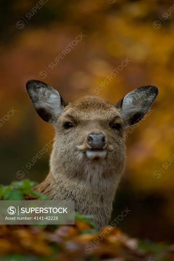 fallow deer female (dama dama) switzerland. autumn