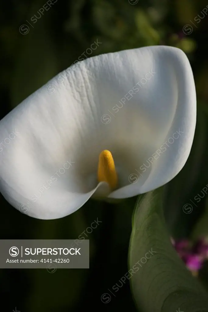 arum lily (zantedeschia aethiopica); south africa