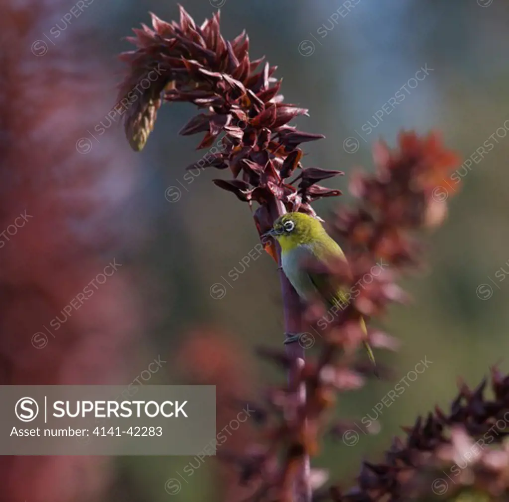 cape white-eye; (zosterops virens); south africa