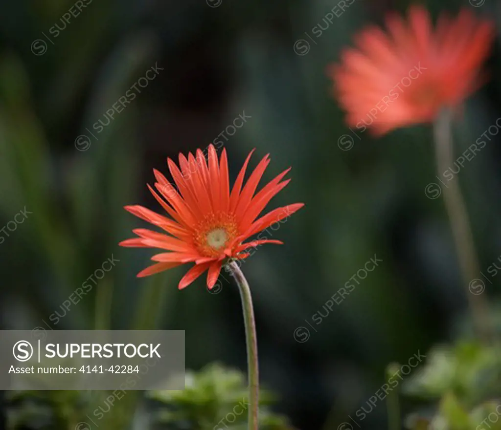 african daisy (gerbera jamesonii barberton daisy ); kirstenbosch botanical garden; cape town; south africa