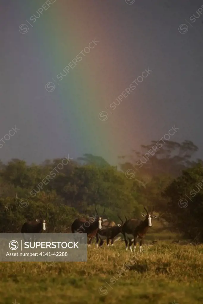 bontebok (damaliscus pygargus dorcas); under rainbow; south africa