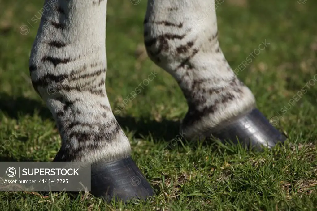 common, plains or burchell's zebra (equus burchelli); detail of hooves; south africa