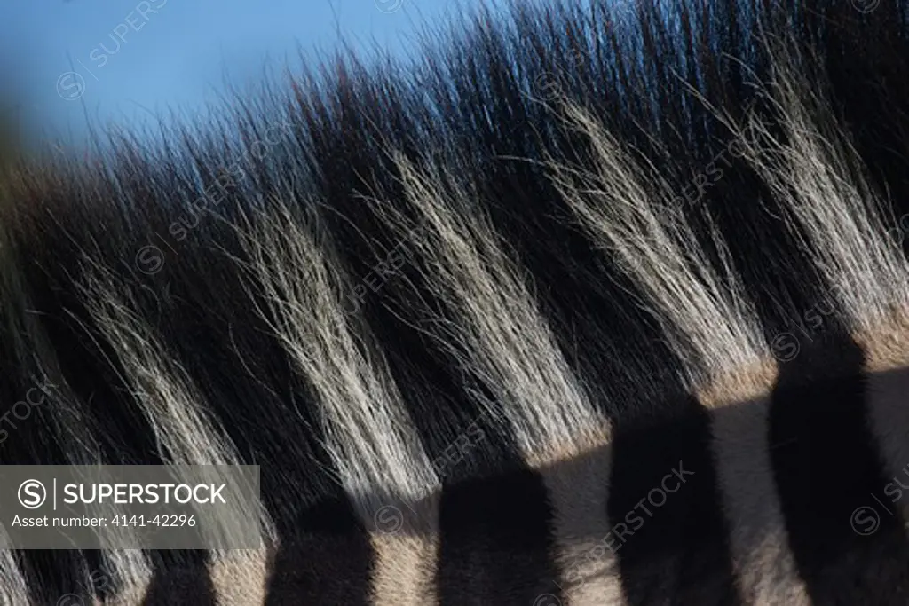 common, plains or burchell's zebra (equus burchelli); deatil of mane; south africa
