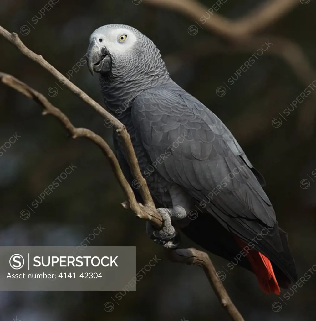 african grey parrot (psittacus erithacus); central africa
