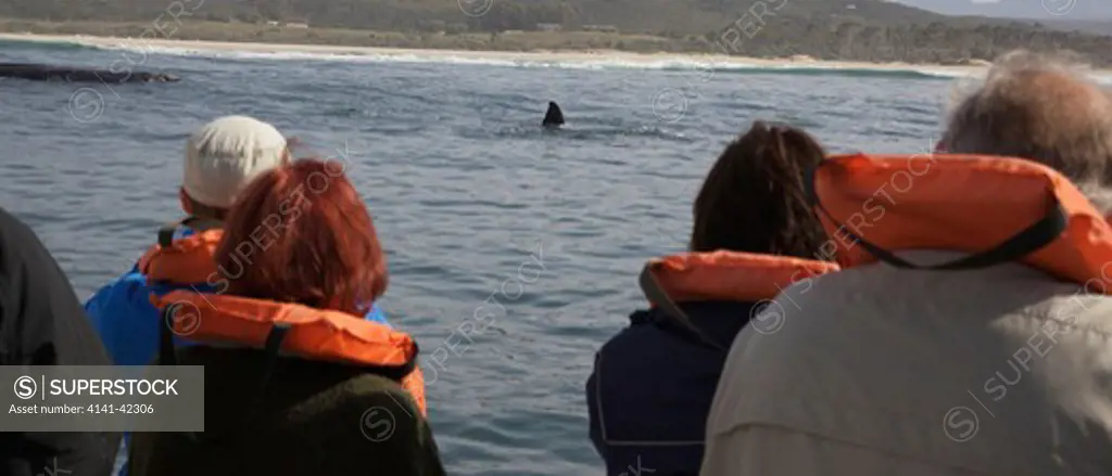 southern right whale (eubalaena australis); people whale-watching from boat; south africa