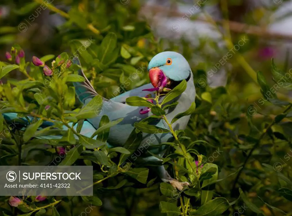 ring neck parakeet (psitta krameri manilensis) blue mutation. feeding, south africa