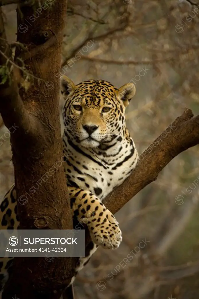 jaguar (panthera onca) in tree, south america
