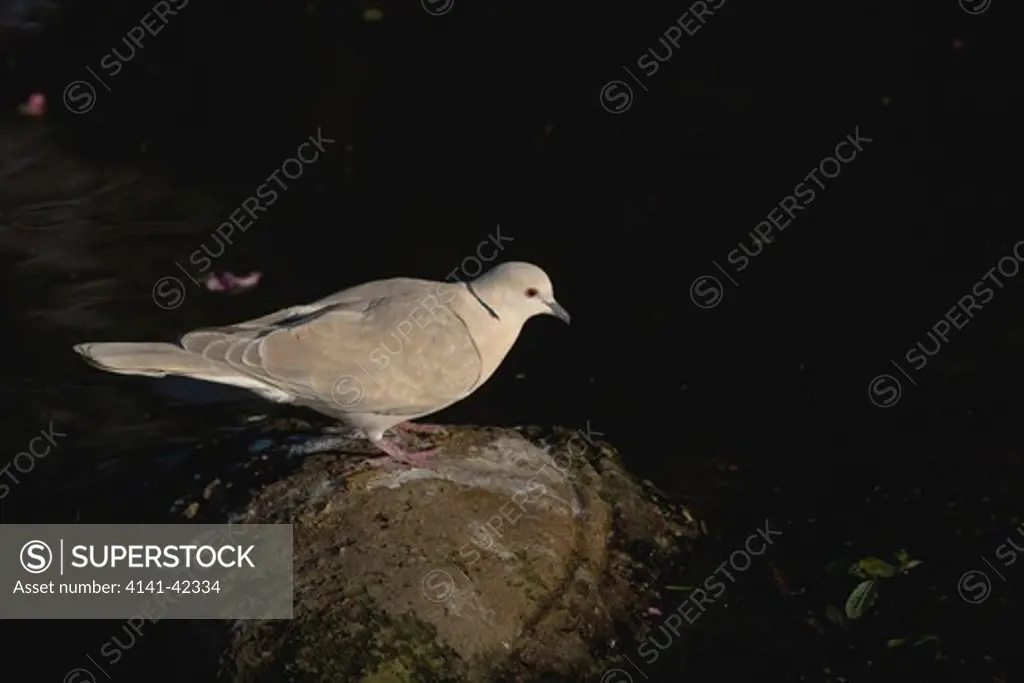 red-eyed dove ( streptopelia semitorquata) drinking from woodland pool. kynsna, south africa