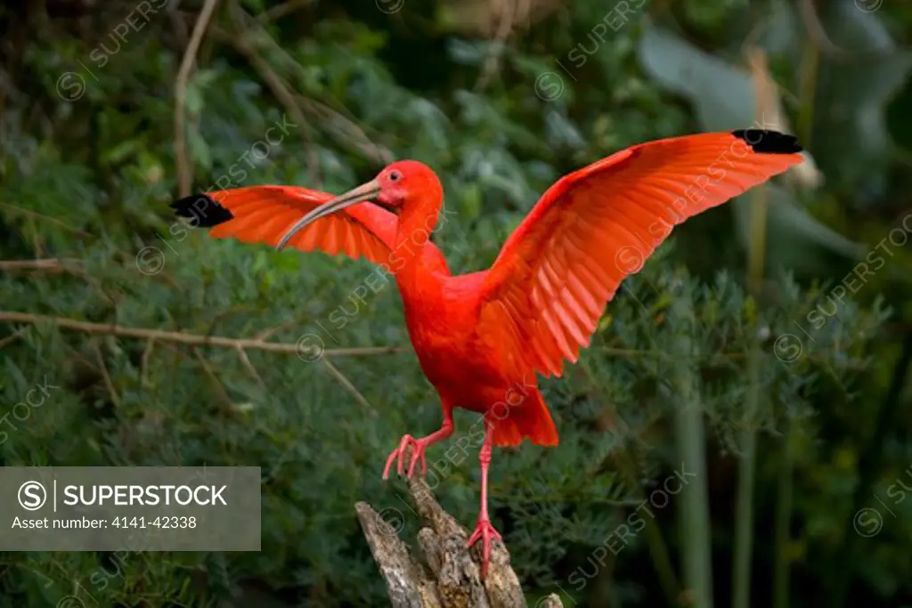 scarlet ibis (eudocimus ruber)