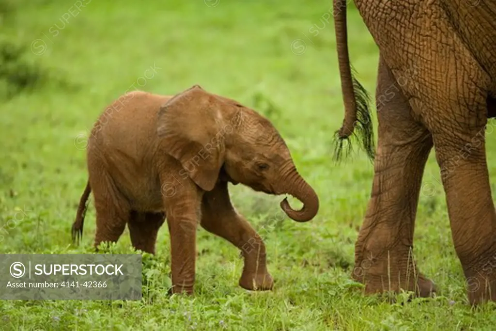 african elephant loxodonta africana date: 20.10.2008 ref: zb835_122468_0020 compulsory credit: woodfall wild images/photoshot 