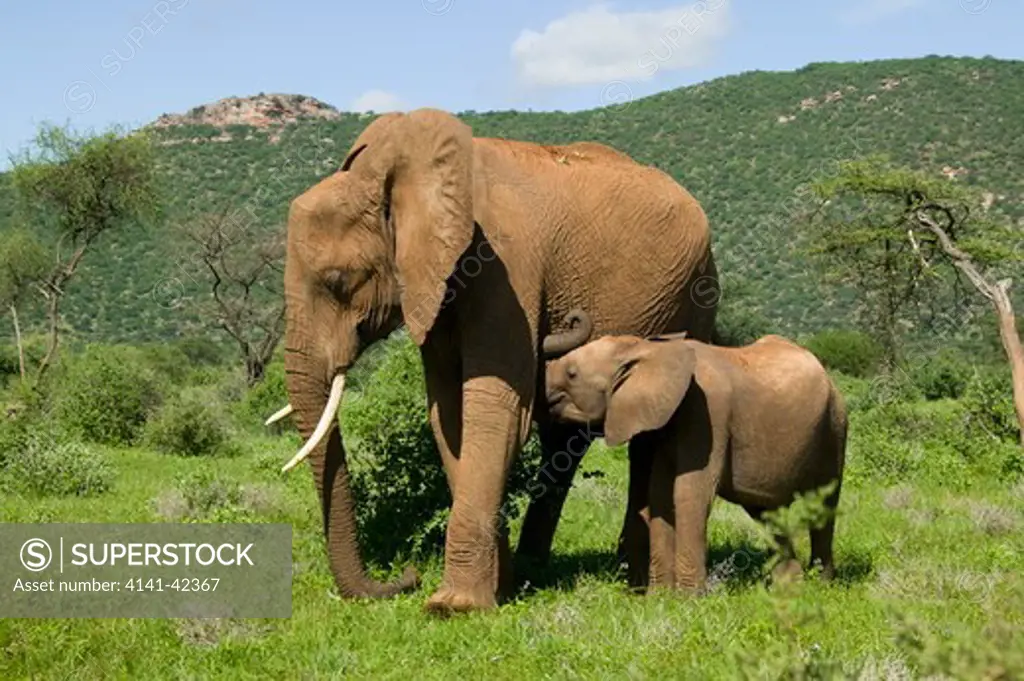 african elephant loxodonta africana date: 20.10.2008 ref: zb835_122468_0021 compulsory credit: woodfall wild images/photoshot 