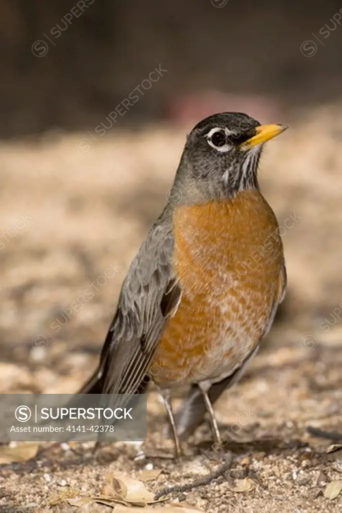 american robin turdus migratorius date: 20.10.2008 ref: zb835_122468_0032 compulsory credit: woodfall wild images/photoshot 