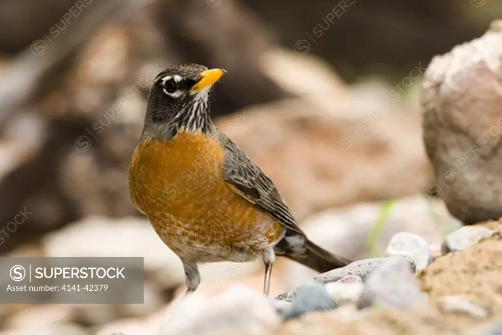 american robin turdus migratorius date: 20.10.2008 ref: zb835_122468_0033 compulsory credit: woodfall wild images/photoshot 