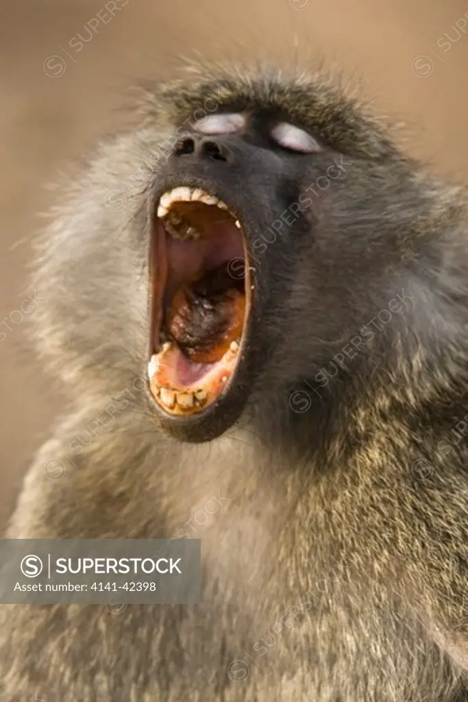 olive baboon yawning papio anubis date: 20.10.2008 ref: zb835_122468_0052 compulsory credit: woodfall wild images/photoshot 