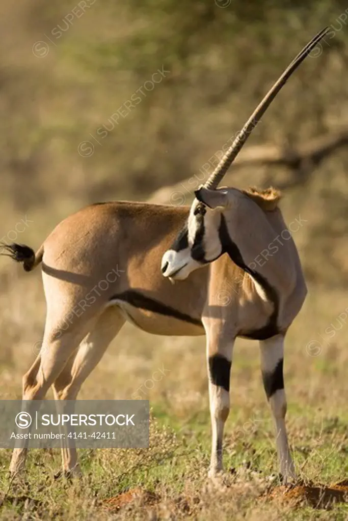 beisa oryx oryx gazella beisa date: 20.10.2008 ref: zb835_122468_0065 compulsory credit: woodfall wild images/photoshot 