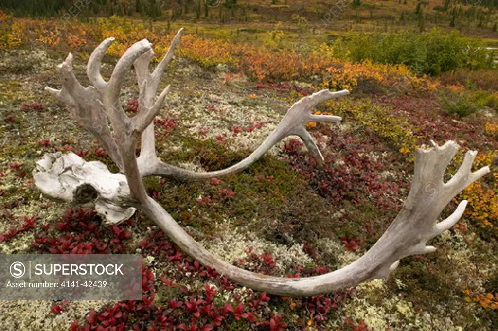 caribou skull and antlers in tundra denali national park date: 20.10.2008 ref: zb835_122468_0093 compulsory credit: woodfall wild images/photoshot 