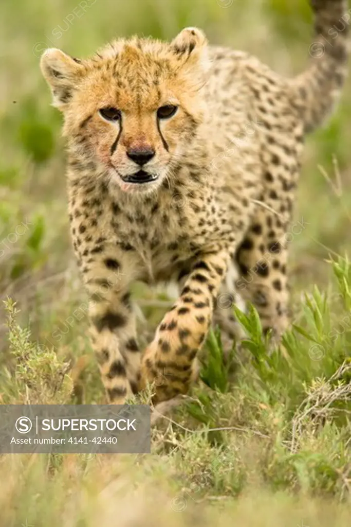 cheetah cub acinonyx jubatus date: 20.10.2008 ref: zb835_122468_0094 compulsory credit: woodfall wild images/photoshot 