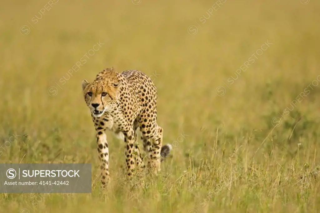 cheetah hunting acinonyx jubatus date: 20.10.2008 ref: zb835_122468_0096 compulsory credit: woodfall wild images/photoshot 