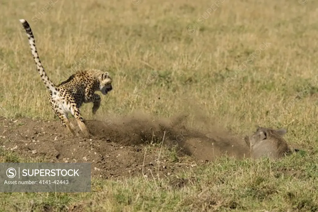 cheetah in warthog encounter acinonyx jubatus date: 20.10.2008 ref: zb835_122468_0097 compulsory credit: woodfall wild images/photoshot 