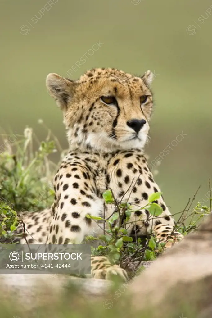 cheetah on kopji acinonyx jubatus date: 20.10.2008 ref: zb835_122468_0098 compulsory credit: woodfall wild images/photoshot 
