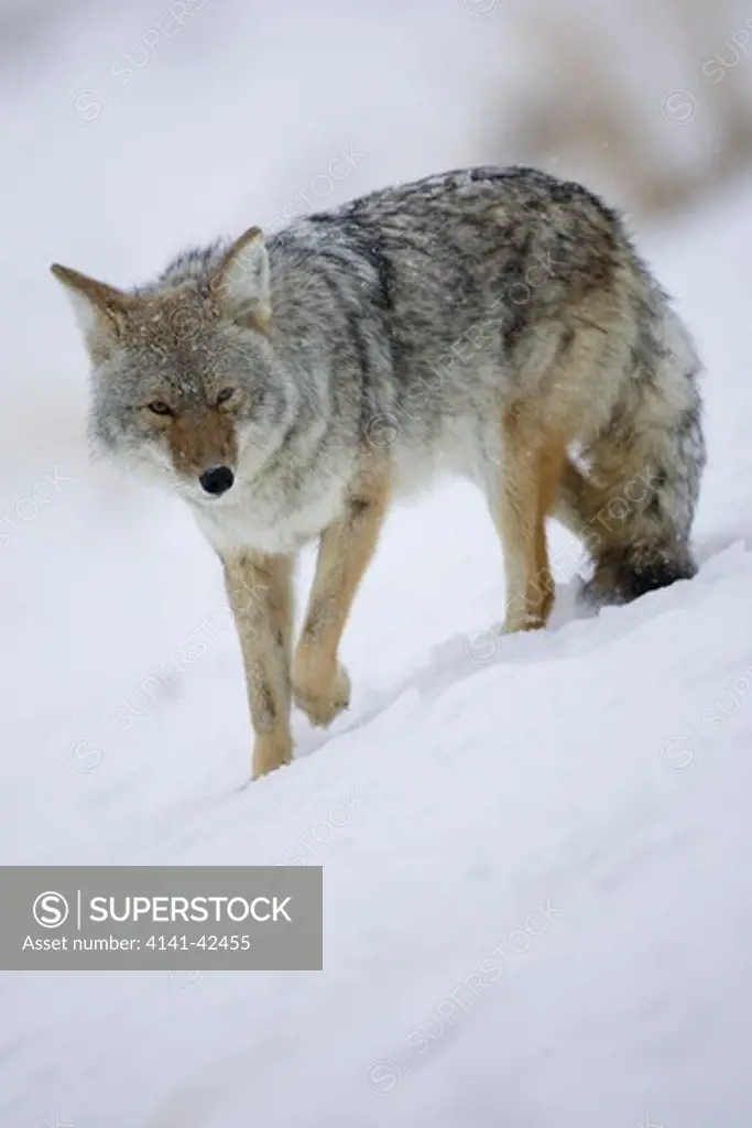 coyote canis latrans date: 20.10.2008 ref: zb835_122468_0109 compulsory credit: woodfall wild images/photoshot 