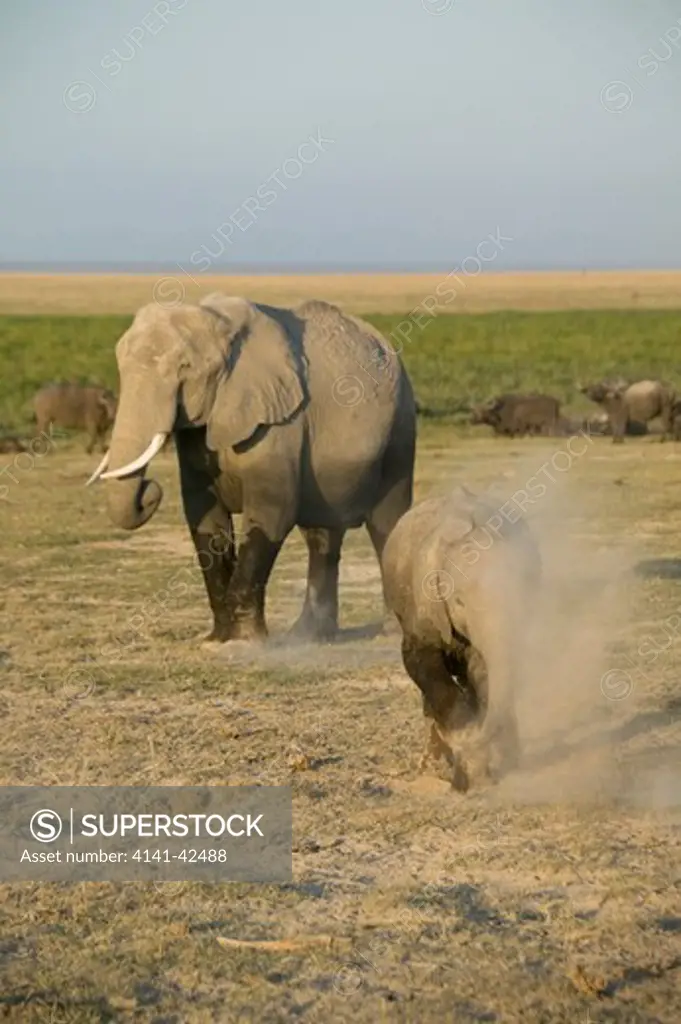 african elephant and calf dust bathing loxodonta africana date: 20.10.2008 ref: zb835_122468_0142 compulsory credit: woodfall wild images/photoshot 