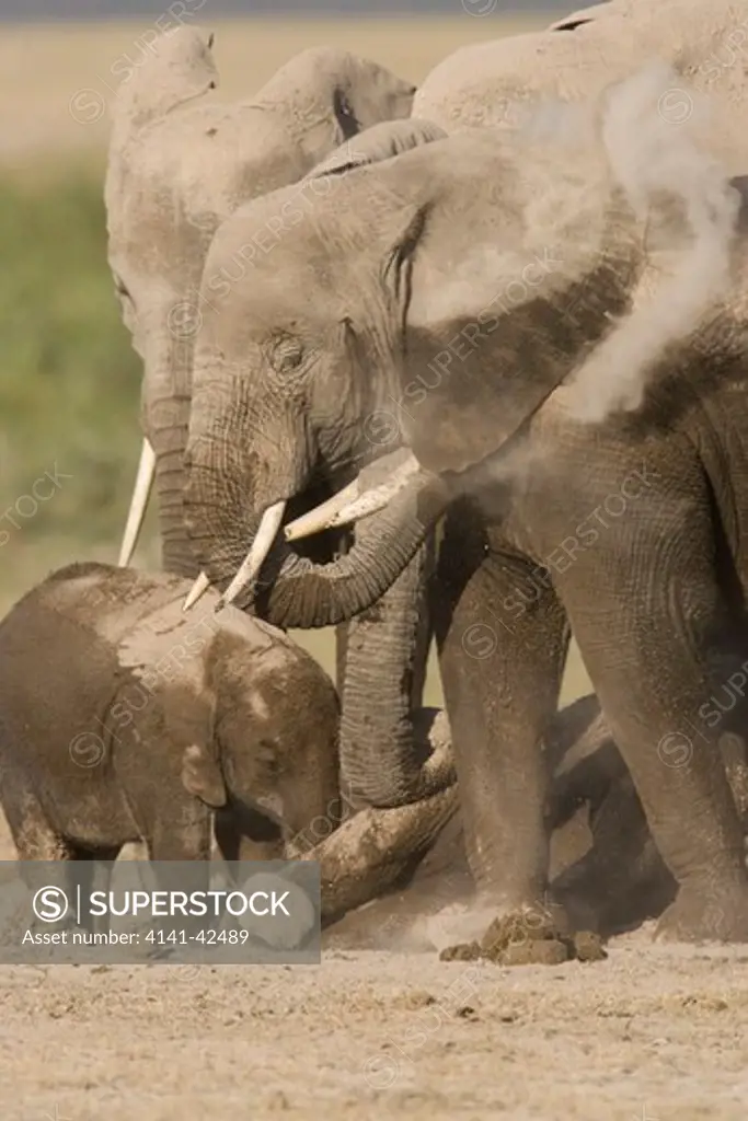 african elephants and calf loxodonta africana date: 20.10.2008 ref: zb835_122468_0143 compulsory credit: woodfall wild images/photoshot 