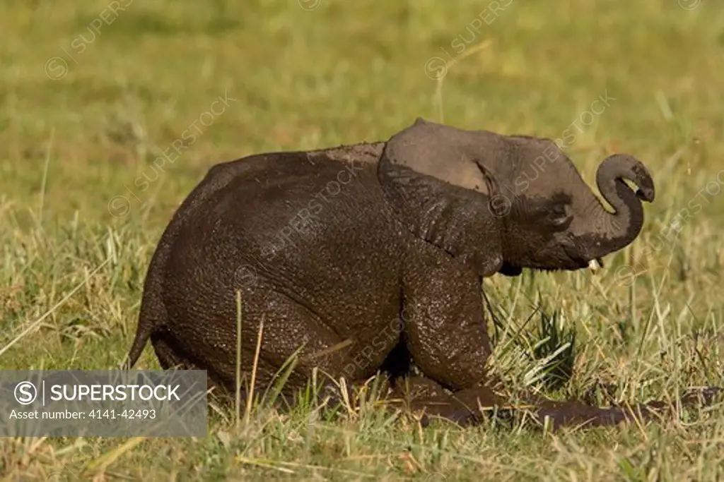 baby african elephant loxodonta africana date: 20.10.2008 ref: zb835_122468_0147 compulsory credit: woodfall wild images/photoshot 