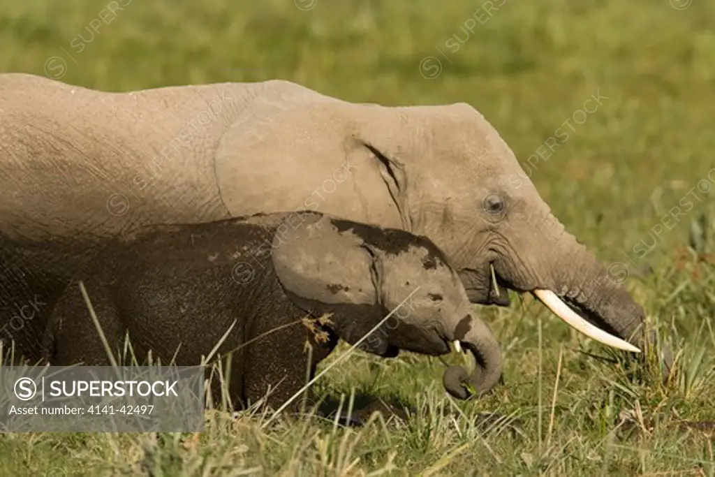 african elephant and baby loxodonta africana date: 20.10.2008 ref: zb835_122468_0151 compulsory credit: woodfall wild images/photoshot 