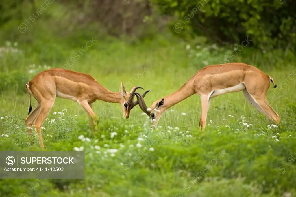 gerenuk fighting litocranius walleri east africa date: 20.10.2008 ref: zb835_122468_0157 compulsory credit: woodfall wild images/photoshot 
