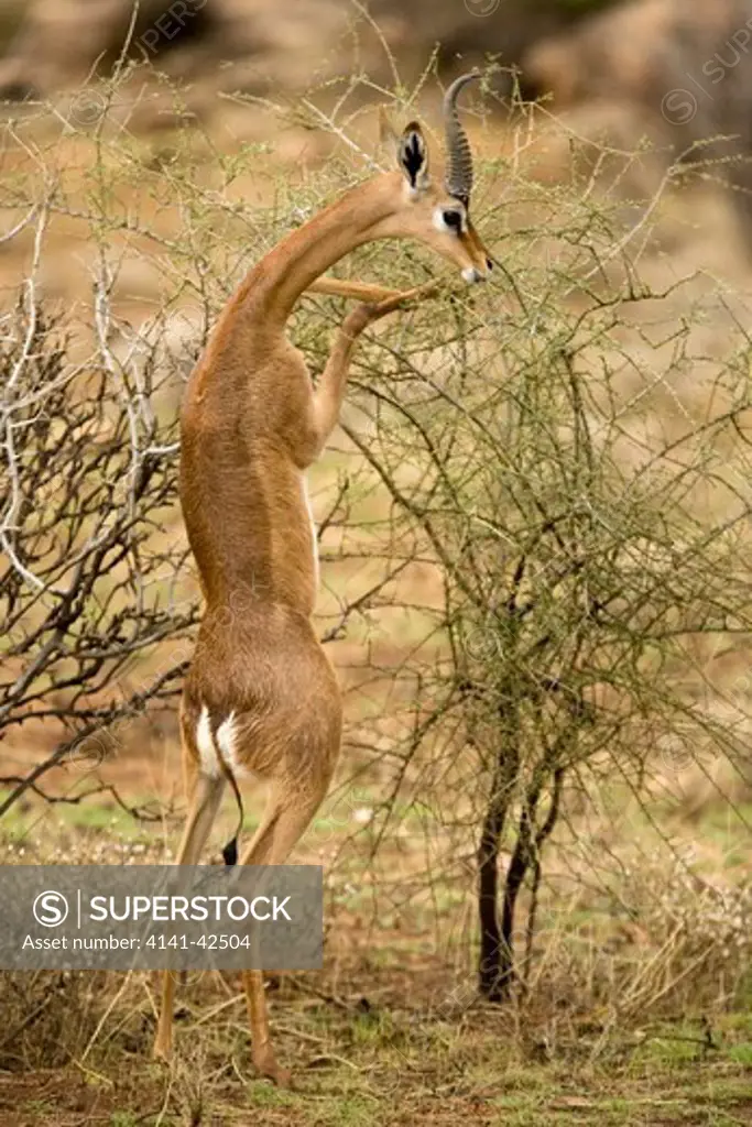 gerenuk standing and feeding litocranius walleri east africa date: 20.10.2008 ref: zb835_122468_0158 compulsory credit: woodfall wild images/photoshot 