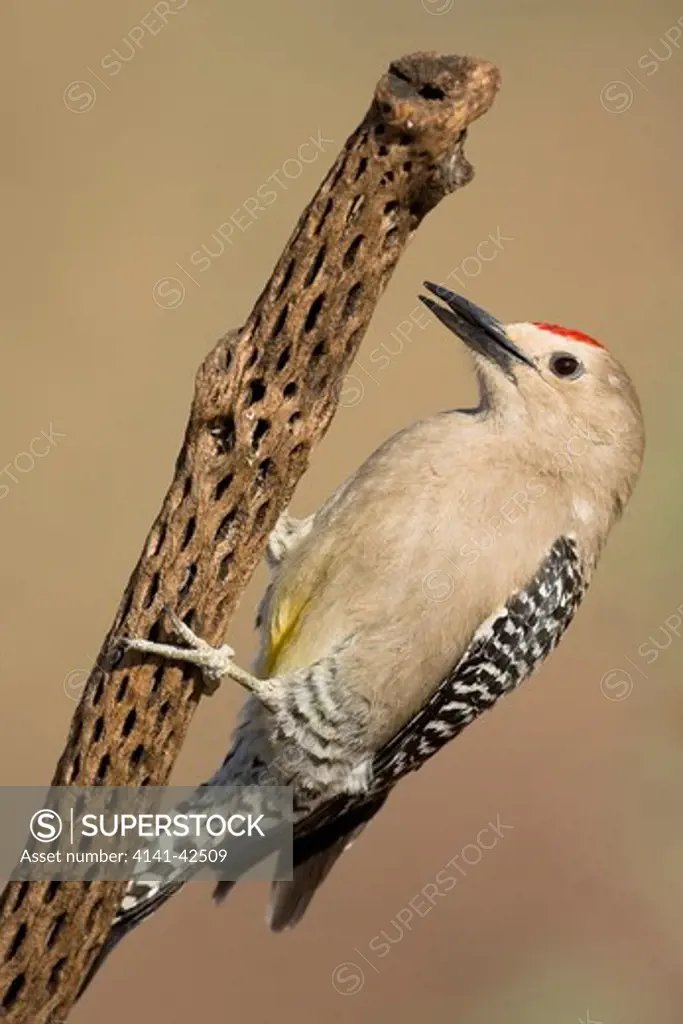 gila woodpecker melanerpes uropygialis date: 20.10.2008 ref: zb835_122468_0163 compulsory credit: woodfall wild images/photoshot 