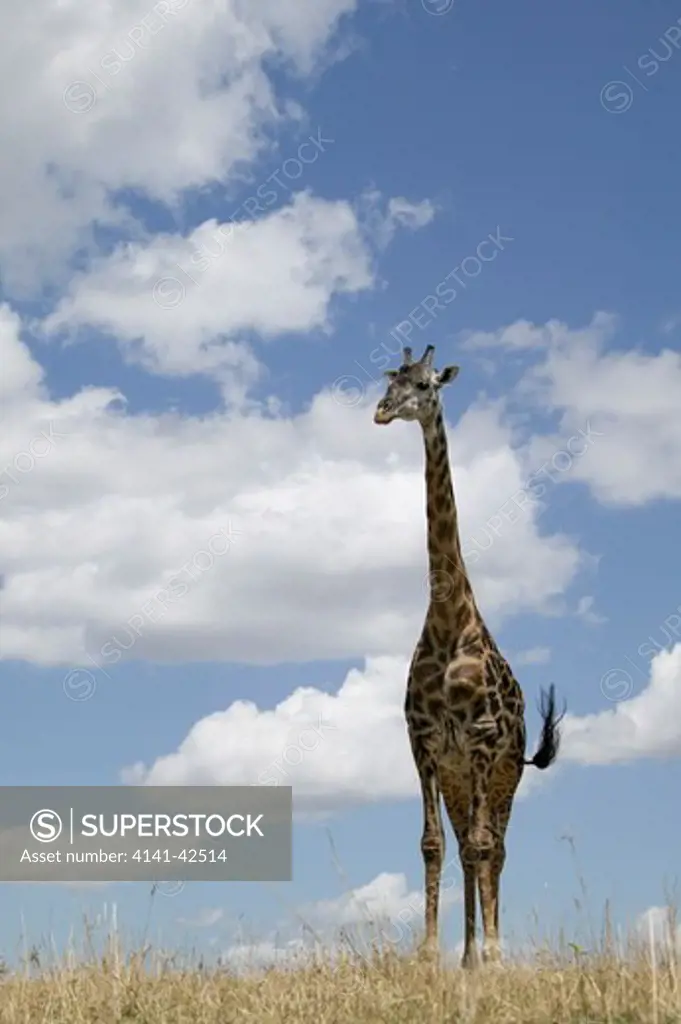 masai giraffe giraffa camelopardalis tippelskirchi date: 20.10.2008 ref: zb835_122468_0168 compulsory credit: woodfall wild images/photoshot 