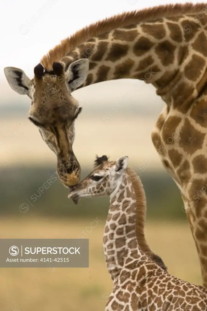 masai giraffe & baby giraffa camelopardalis tippelskirchi date: 20.10.2008 ref: zb835_122468_0169 compulsory credit: woodfall wild images/photoshot 