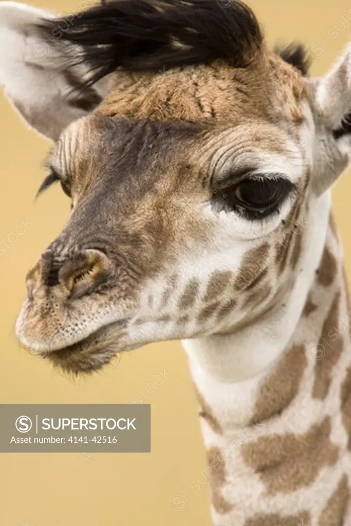 masai giraffe baby giraffa camelopardalis tippelskirchi date: 20.10.2008 ref: zb835_122468_0170 compulsory credit: woodfall wild images/photoshot 