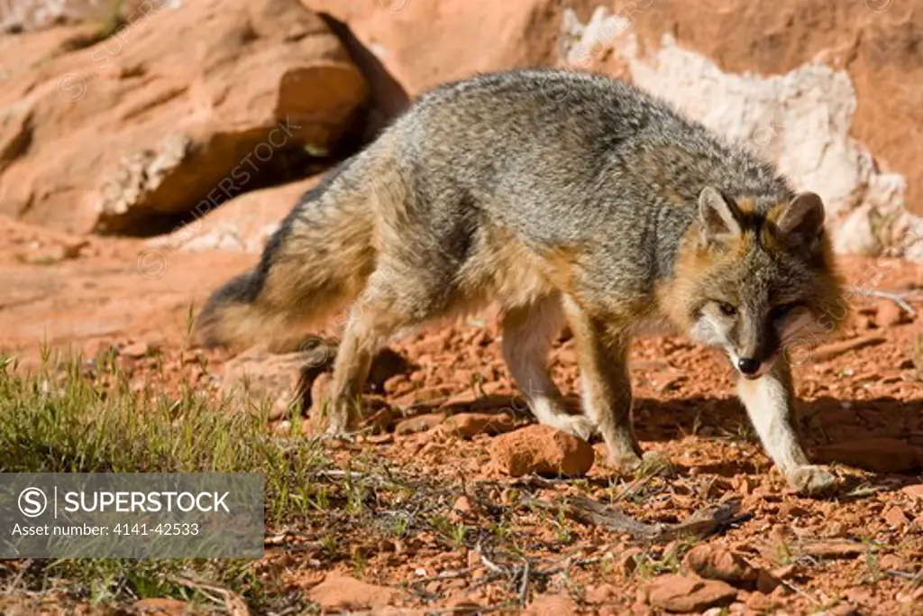 gray fox urocyon cinereoargenteus date: 20.10.2008 ref: zb835_122468_0187 compulsory credit: woodfall wild images/photoshot 