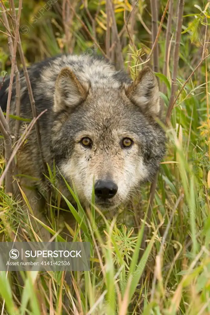 gray timber wolf in willows canis lupis date: 20.10.2008 ref: zb835_122468_0190 compulsory credit: woodfall wild images/photoshot 