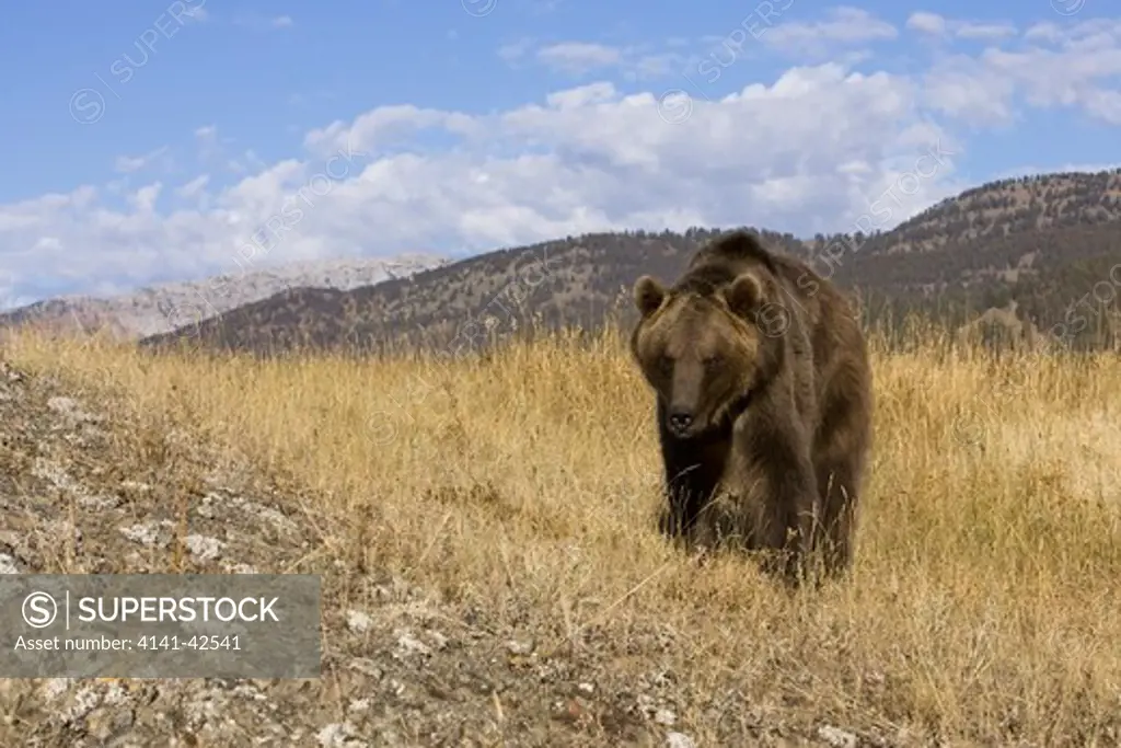 grizzly bear ursus arctos horribilis date: 20.10.2008 ref: zb835_122468_0195 compulsory credit: woodfall wild images/photoshot 