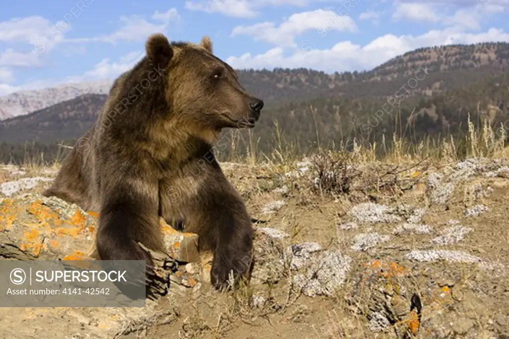 grizzly bear ursus arctos horribilis date: 20.10.2008 ref: zb835_122468_0196 compulsory credit: woodfall wild images/photoshot 