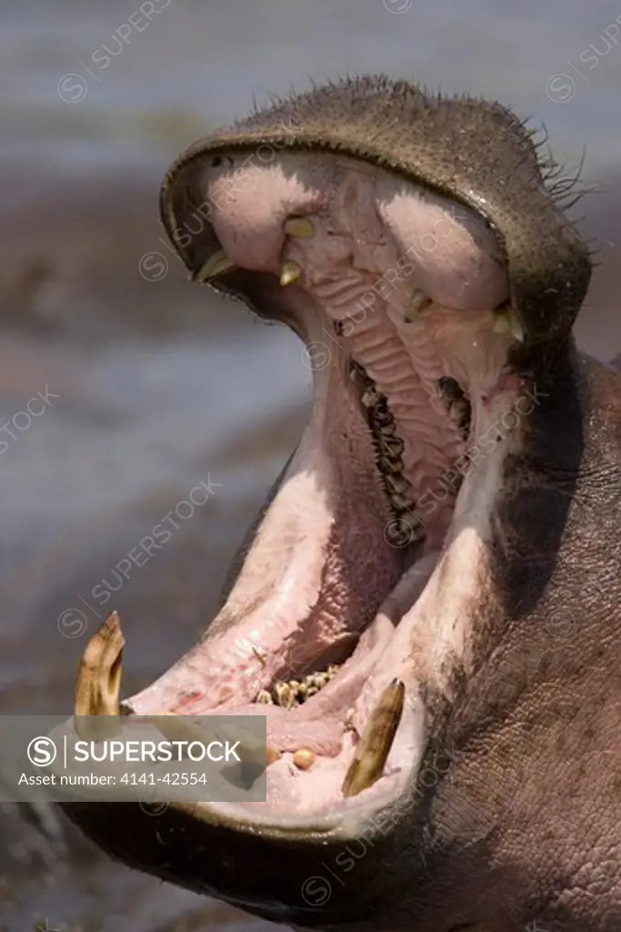 hippopotamus yawning hippopotamus amphibius date: 20.10.2008 ref: zb835_122468_0208 compulsory credit: woodfall wild images/photoshot 
