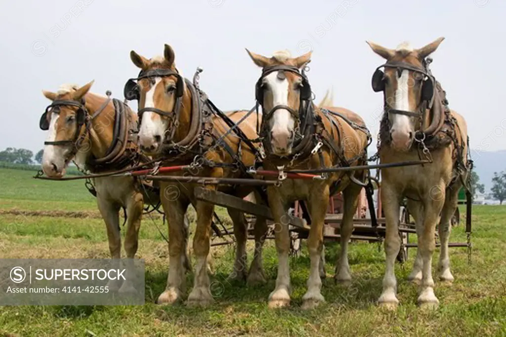 amish plowhorse team in mifflin co, usa date: 20.10.2008 ref: zb835_122468_0209 compulsory credit: woodfall wild images/photoshot 