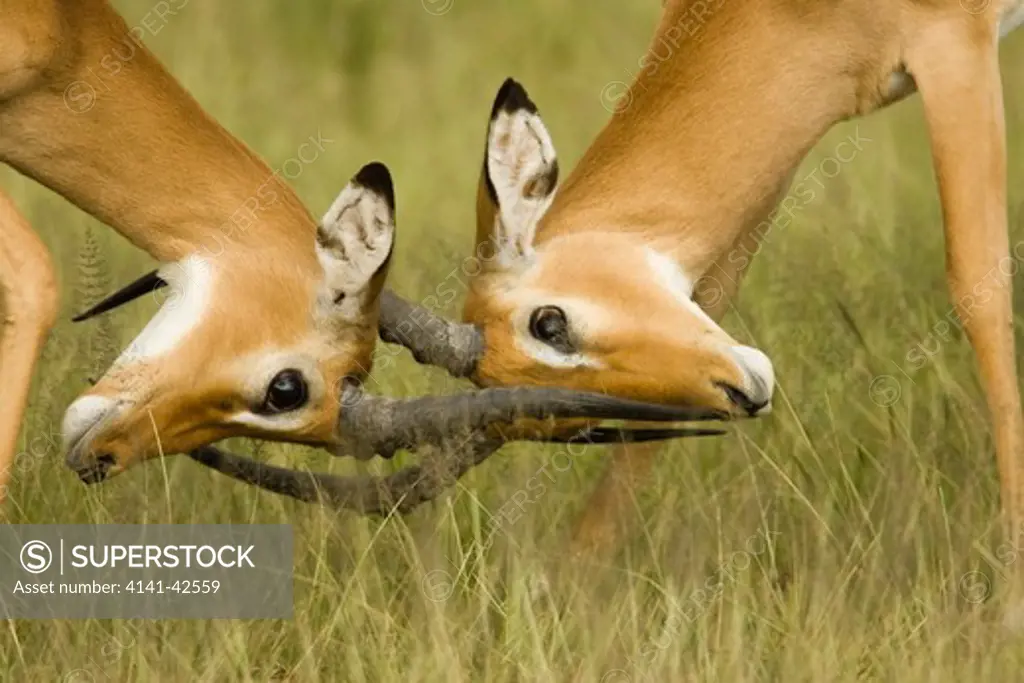 impala bucks fighting aepyceros melampus date: 20.10.2008 ref: zb835_122468_0213 compulsory credit: woodfall wild images/photoshot 