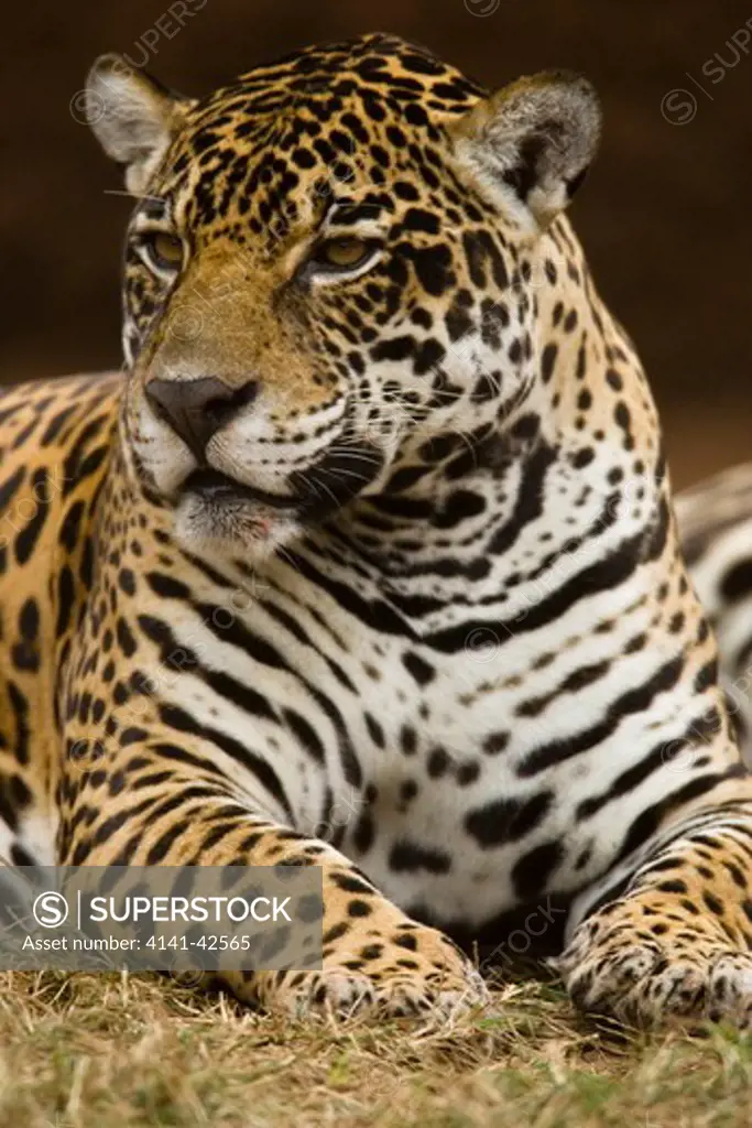 jaguar panthera onca date: 20.10.2008 ref: zb835_122468_0219 compulsory credit: woodfall wild images/photoshot 
